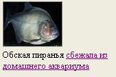 Такая-сякая, сбежала из дворца