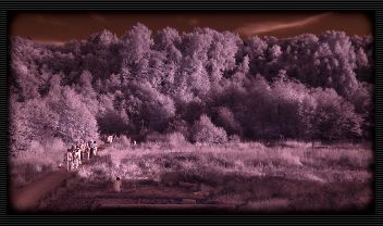Lightroom IR colors