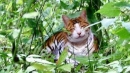tiger?