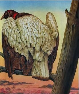 Pteranodon Sternberg/Ranforicoides/Pterodactylus/Garuda/Big Birds 1326148618-clip-24kb