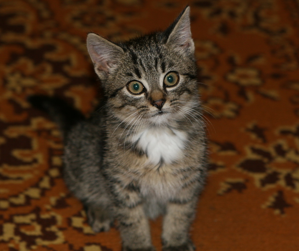 cat