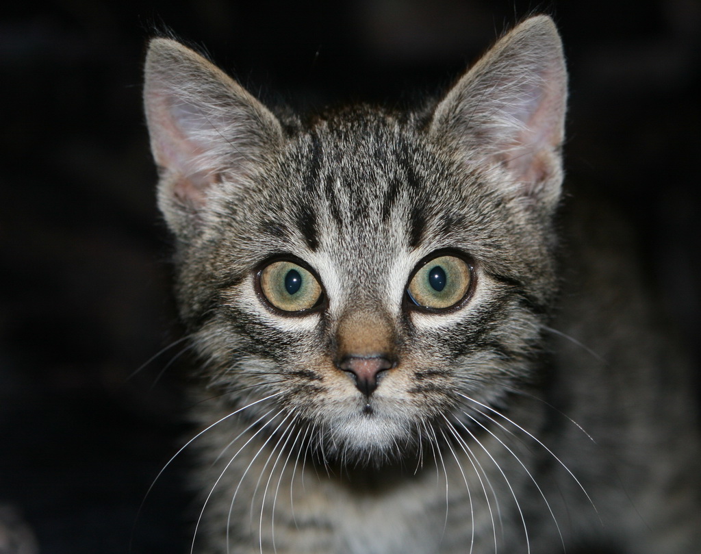 cat