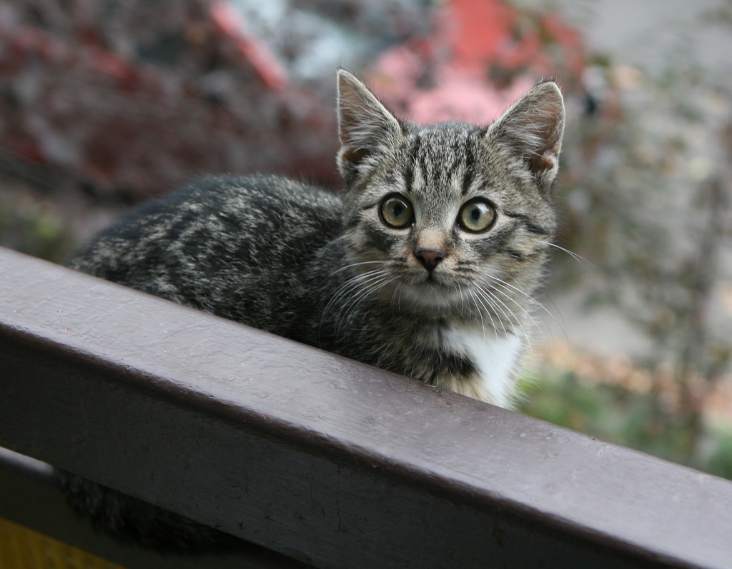 cat