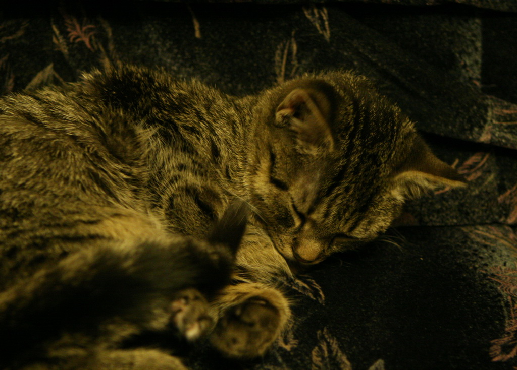 cat