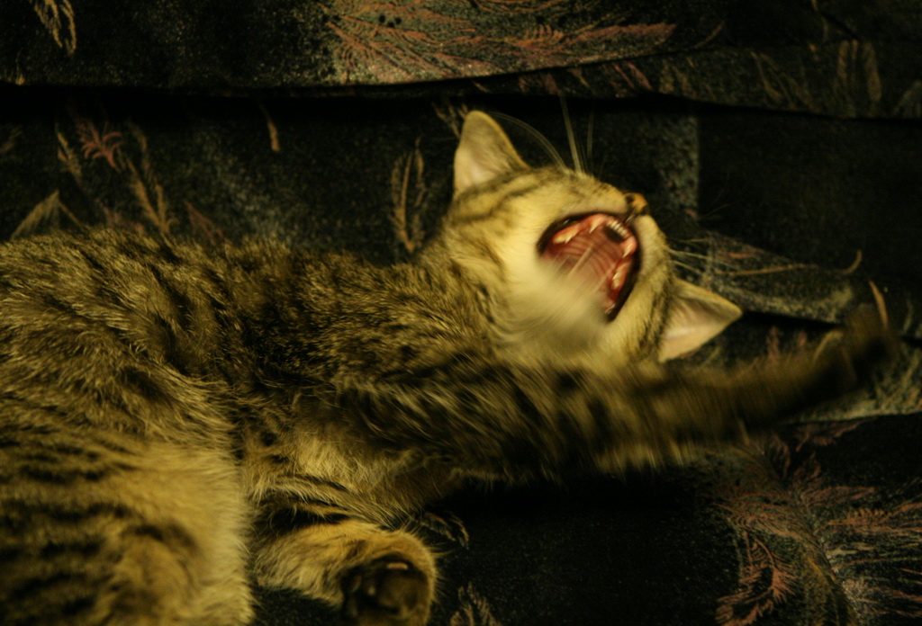 cat