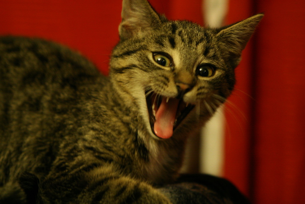 cat