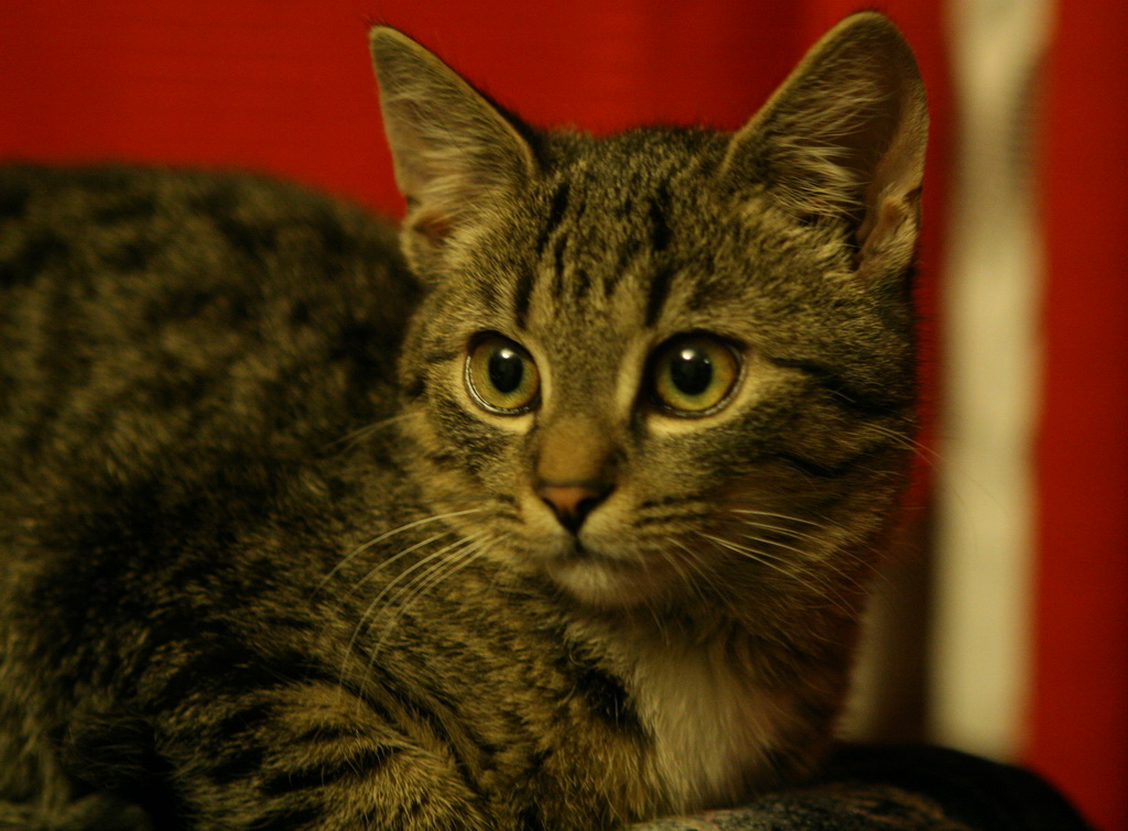 cat
