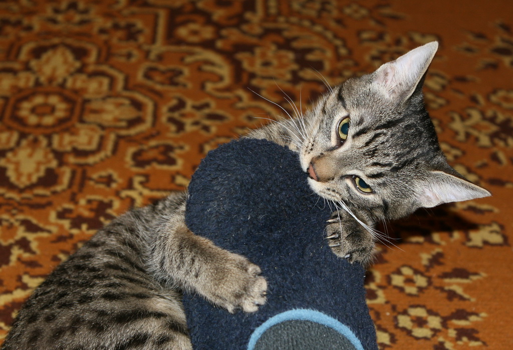 cat