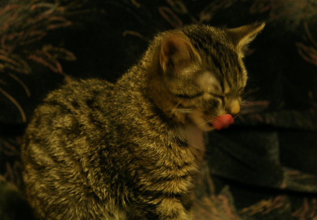cat