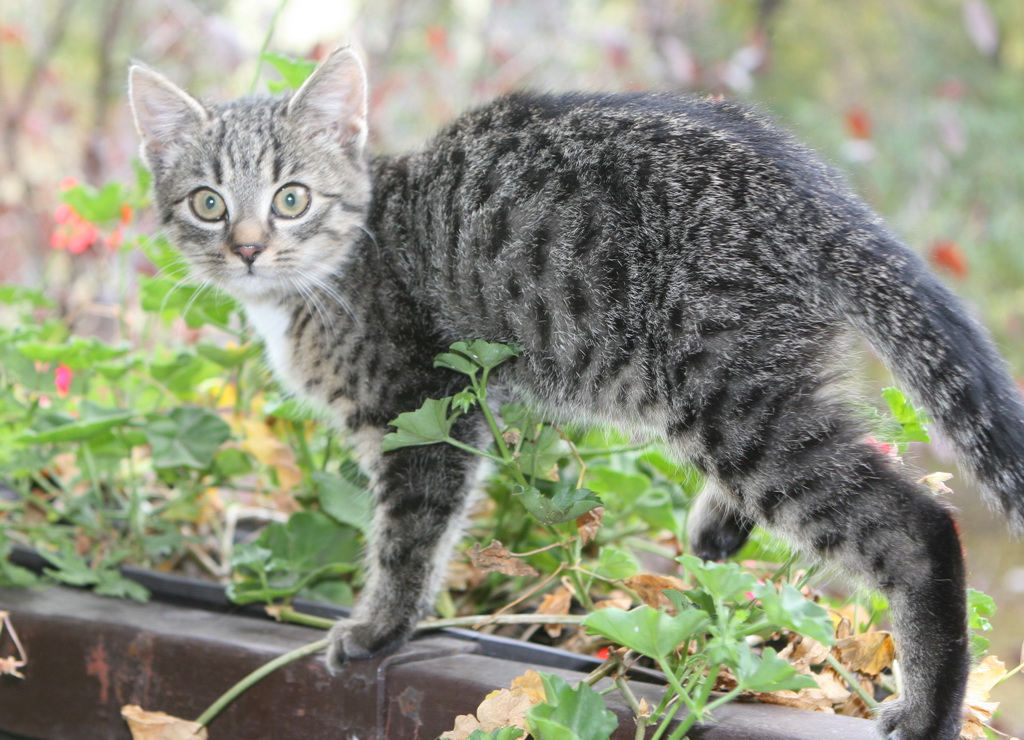 cat