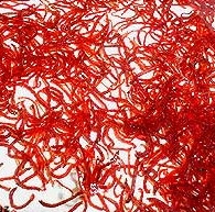 мотыль