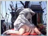 Sexy Shark fucking mature