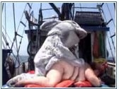 Sexy Shark fucking mature