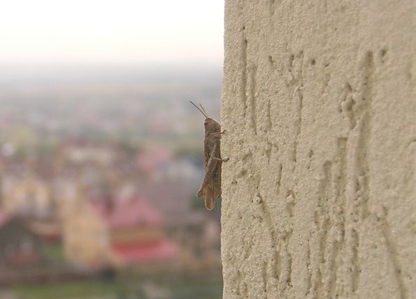 Ползет снизу. 12-й этаж