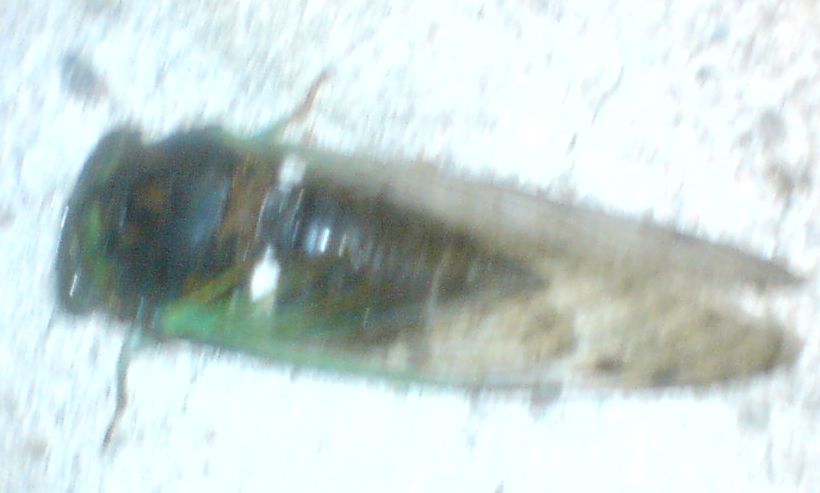 1251209930-clip-35kb.jpg