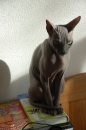 кошак